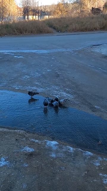 Они не сеют и не жнут #travel смотреть онлайн