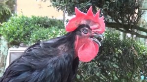 СМЕШНЫЕ ЖИВОТНЫЕ, ПРИКОЛЫ С КОТАМИ И КОШКАМИ #2 - ПРИКОЛЫ 2019. ПРИКОЛЫ С ЖИВОТНЫМИ. КОШКИ , КОТЫ