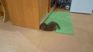 котики Тишка и Мурзик бесятся