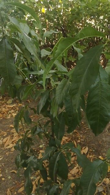 ЛПХ//сад//молодые персики посажены в этом году//13 октяб? смотреть онлайн