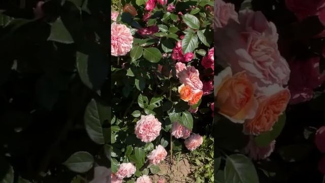 Ошеломительное цветение роз в моем саду (анонс)
