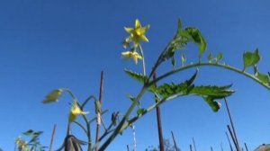 Этот томат собираю ведрами! Потрясающая урожайность томата Сливка Гурман анто! №1099 в Каталоге.