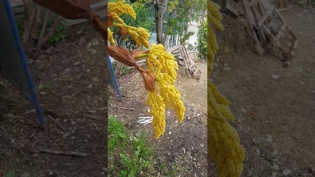 Так цветут наши Сочинские пальмы. 4 мая 2025 г.