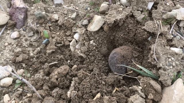 📹 Крот роет яму, снятый на камеру. смотреть онлайн