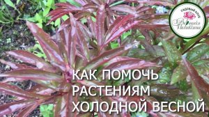 ХОЛОДНАЯ ВЕСНА. КАК ПОМОЧЬ РАСТЕНИЯМ