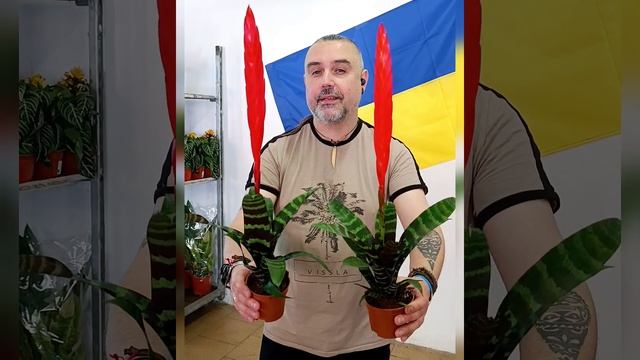 Бромелия Вриезия Эра, цена 200 гривен! Бронь в вайбер 09967 смотреть онлайн