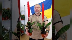 Бромелия Вриезия Эра, цена 200 гривен! Бронь в вайбер 09967