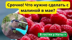 Малина в мае: УСПЕЙТЕ обработать до цветения! (10-20 мая)!