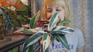 Строманта на фитильном поливе