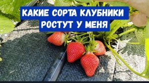 #19🌷11 мая Наконец то дождались/Шпалера для малины/Какие сорта клубники у меня ростут/Цветы радуют