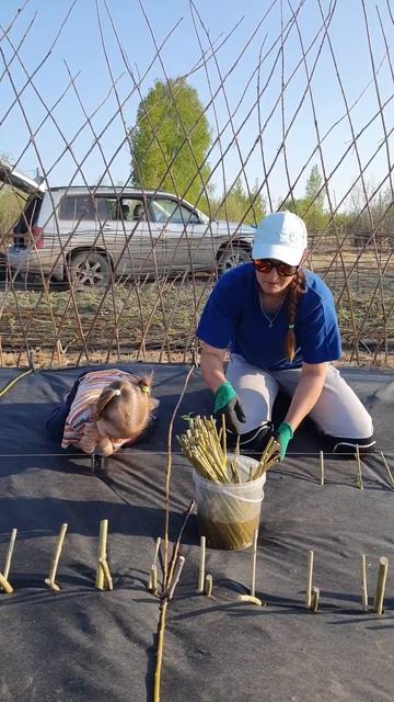 Высаживаем иву. Заплетаем деревья. Продаем прут и чере смотреть онлайн