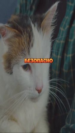 Кошачье доверие
