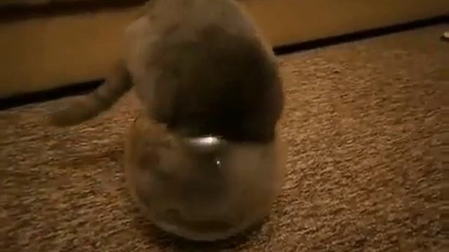 Британские ученые подозревают, что коты это жидкость/ British scientists suspect cats is fluid смотреть онлайн