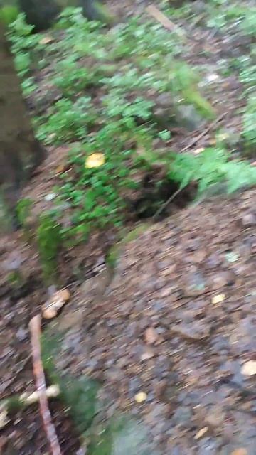 Послание древнего камня с образом птицы на нем.Норвег? смотреть онлайн