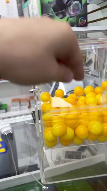 SAMSUNG A16🔥✅ #smartphone #таджикистан #топ #россия #юмор #ташке? смотреть онлайн