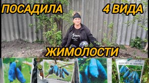 САЖАЮ ЧЕТЫРЕ ВИДА ЖИМОЛОСТИ ЗА 2000 РУБЛЕЙ/ 25 АПРЕЛЯ 2025 ГОДА