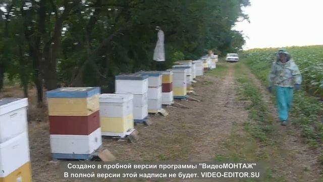 Песня про Пчел смотреть онлайн