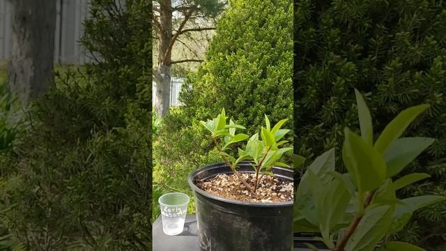 Обрезка метельчатой гортензии Early Sensation смотреть онлайн