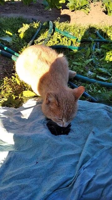 Кот ест семечки. смотреть онлайн