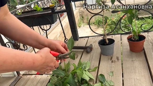 ВЕЙГЕЛА РАЗМНОЖЕНИЕ ЧЕРЕНКАМИ. Вейгела гулини купайт? смотреть онлайн