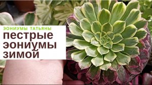 №195. Пестрые эониумы зимой