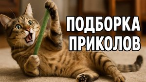 Смех до слёз: лучшие приколы №139