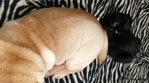 Кот охраняет сон шарпея💤