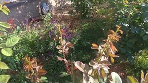 Розы#подкормка биогумусом#часть 1