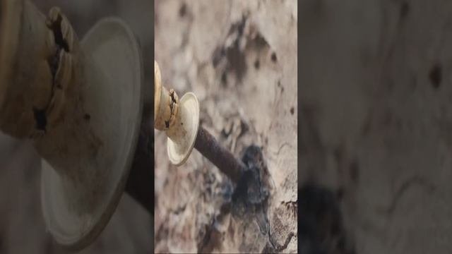 Что будет если наступил на ржавый гвоздь