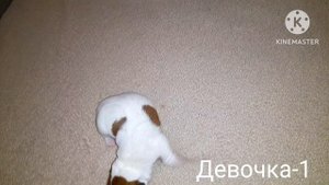 Джек рассел терьер