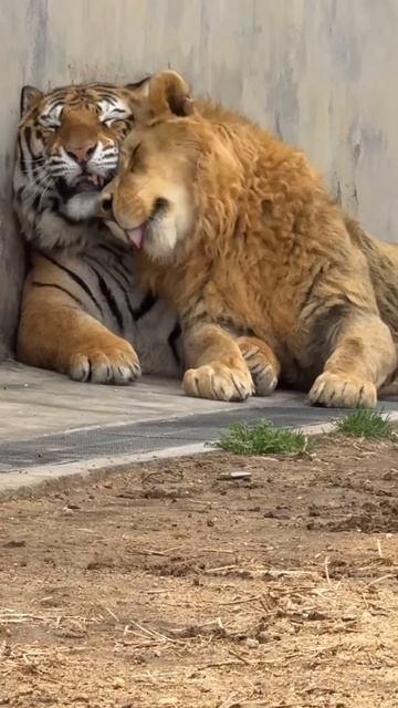 📹 Дружба Льва и Тигра 😳🤭. смотреть онлайн