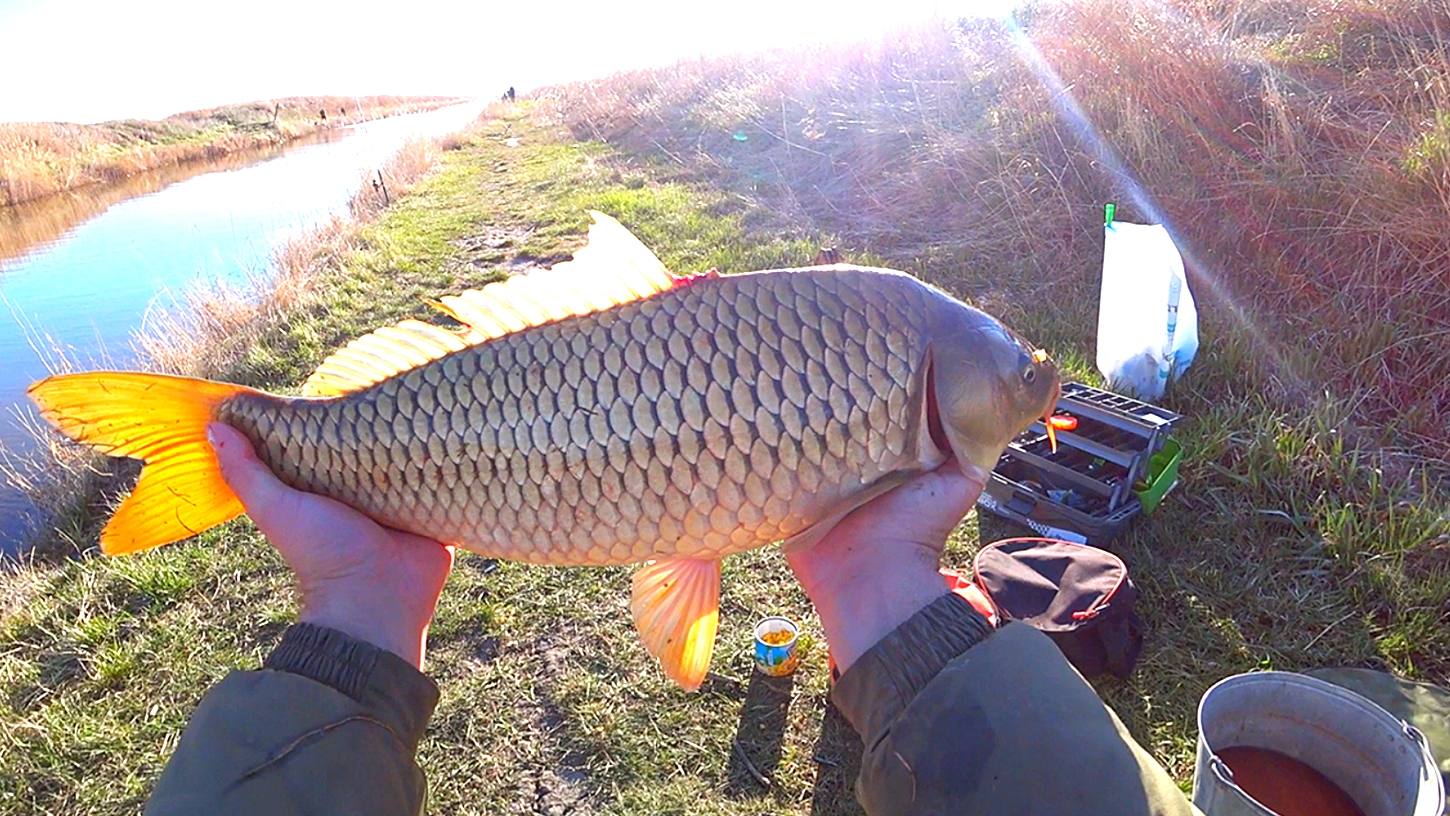 РЫБАЛКА НА ДОНКИ! УДАЧНОЕ ОТКРЫТИЕ РЫБАЛКИ НА САЗАНА! ПОЙМАЛ ТРОФЕЙ, Поймал Сазанов что еле унёс... смотреть онлайн