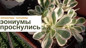 №193. Эониумы проснулись
