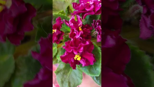 Фиалка ЛФ-Ежевика! Первое Цветение!