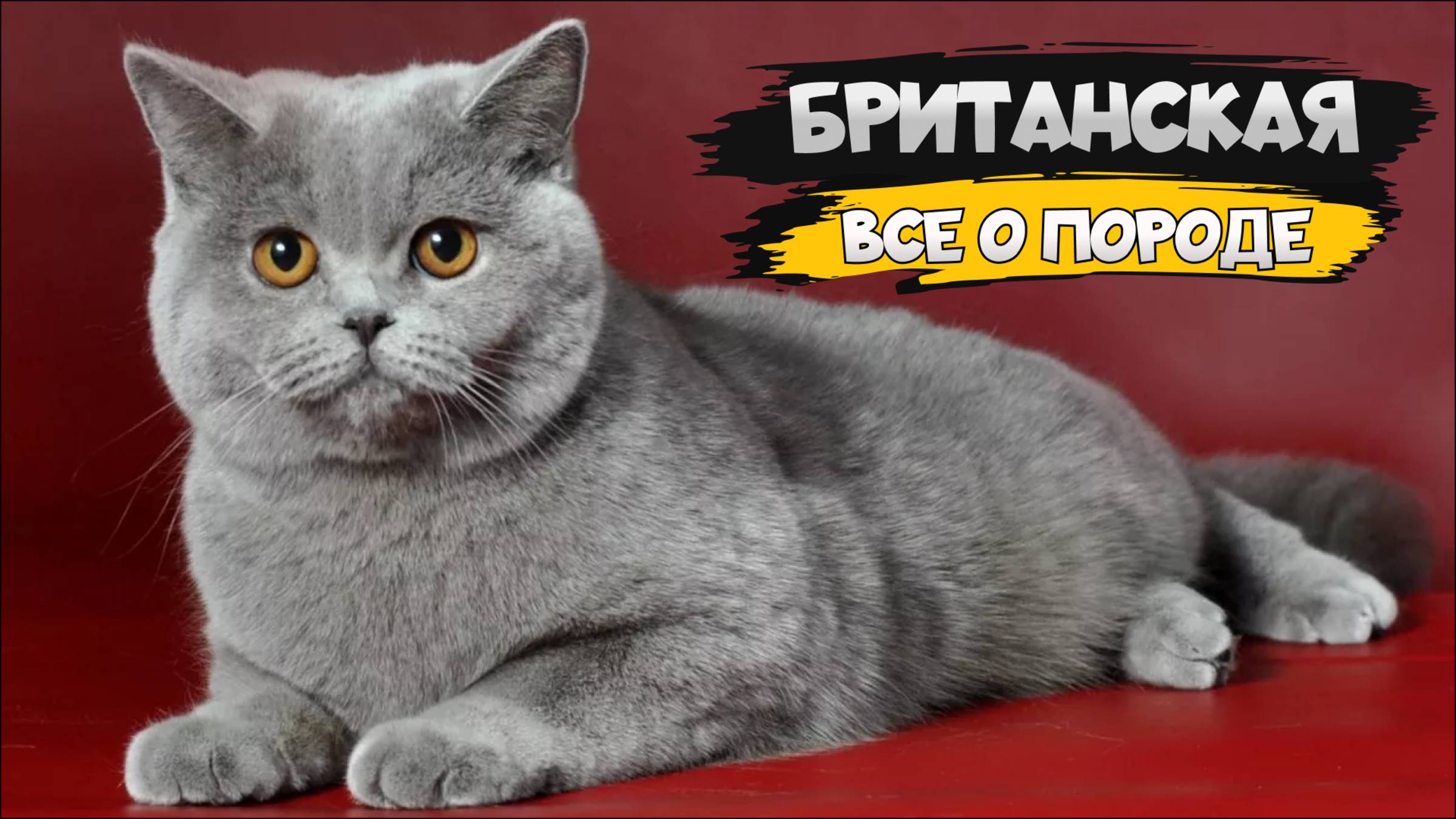 Британская короткошёрстная кошка - Все о породе
