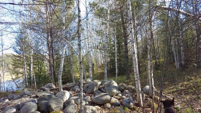 Пошли в лес за грибами и нашли загадочное место. Жизнь в деревне после переезда.