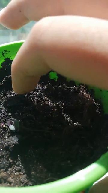 Мои первые ростки смотреть онлайн