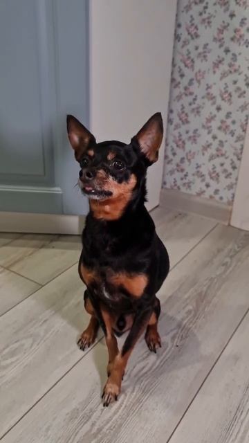 Дебет - слева, кредит - справа #азы #бухгалтерия #бизнес смотреть онлайн