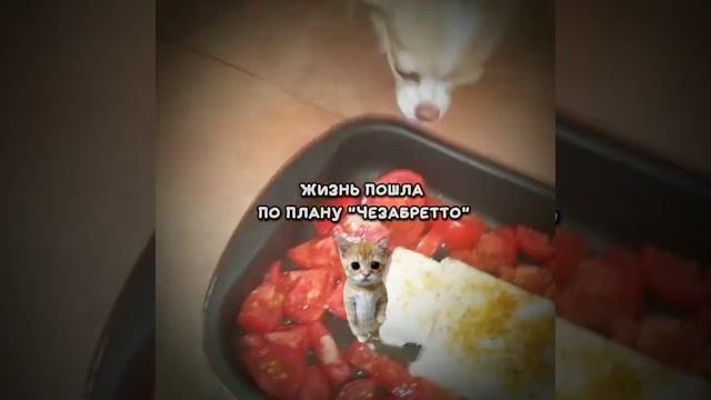 ХАХАХАХХА И МЫ ТУДА ЖЕ🥖|Четыре дружных чезабретты #ме смотреть онлайн