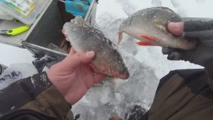 ЗИМНЯЯ ЛОВЛЯ ОКУНЯ ПЕРВЫЙ ЛЕД. ПОСТАВУШКИ НА СУДАКА, БЕРША НА ТЮЛЬКУ. НАШЕЛ СТАЮ ОКУНЯ