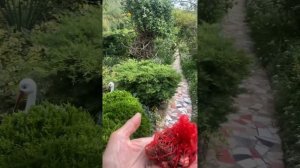 Посадка луковиц тюльпанов в сетку!