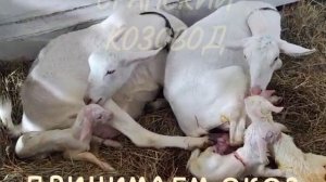 Круговорот козлят на ферме.