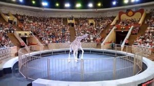 Омский Государственный Цирк. 10 июня 23. Шоу"Жираф Багир"