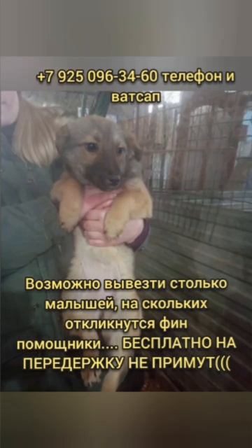 🆘У НИХ ЕСТЬ ШАНС СПАСТИСЬ, ПОМОГИТЕ ИХ ВЫОЗИТЬ ИЗ ОТЛ?