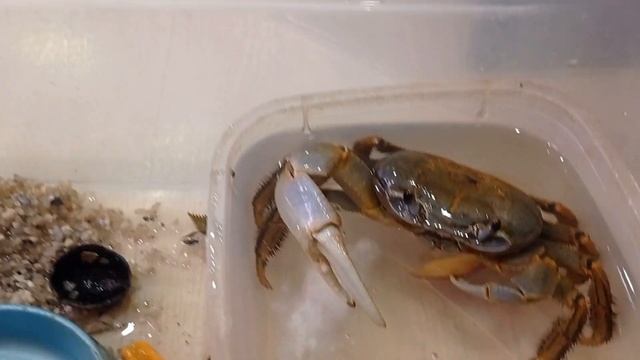 Радужный краб кушает. Выбрал нектарин😊 смотреть онлайн