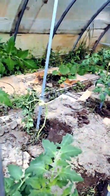 Помидоры в теплице под картоном. Развитие и рост. #trends # смотреть онлайн