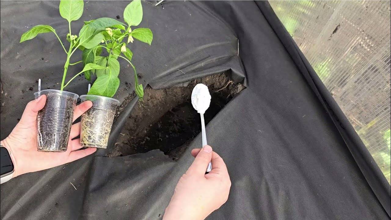 2 ЛОЖКИ В ЛУНКУ — И ПЕРЕЦ ЗАВАЛИТ УРОЖАЕМ! Растения не болеют и плодоносят до заморозков!