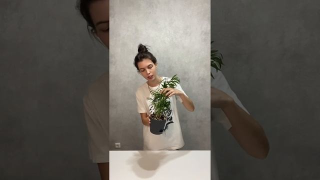 Хамедорея: уход, полив, грунт. #plants#комнатныерастения#х