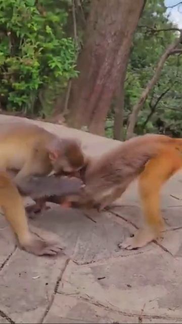 ПРИКОЛ ПРО ТУРНИР ПО БОРЬБЕ смотреть онлайн