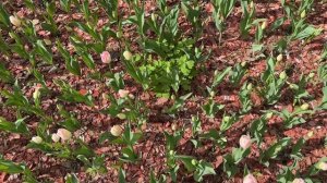 Весна в Екатерининском парке. Москва